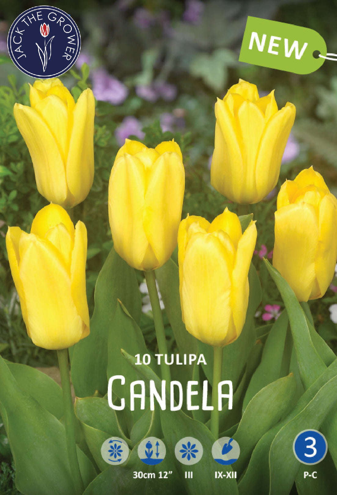 Tulipa Candela