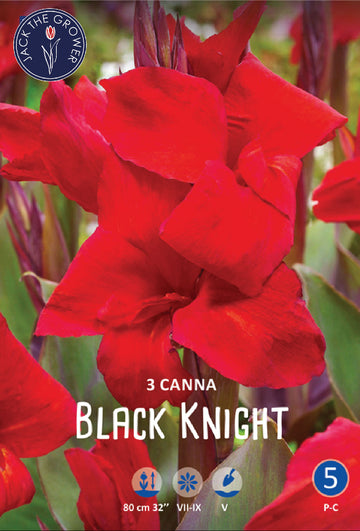 Canna Black Knight