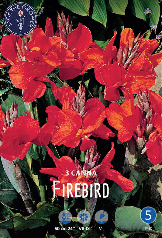 Canna Firebird