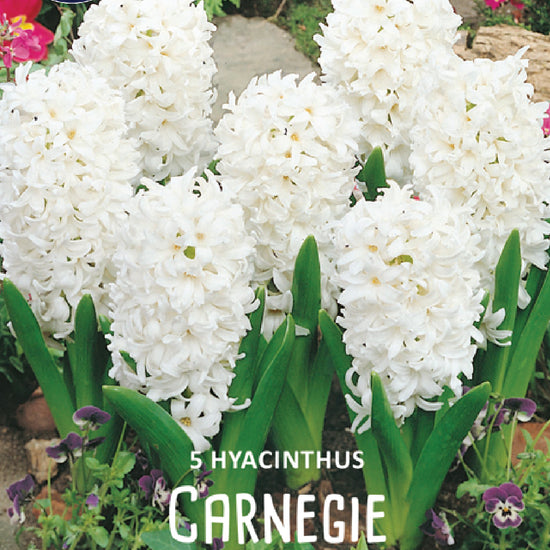 Hyacinthus Carnegie Jack the Grower