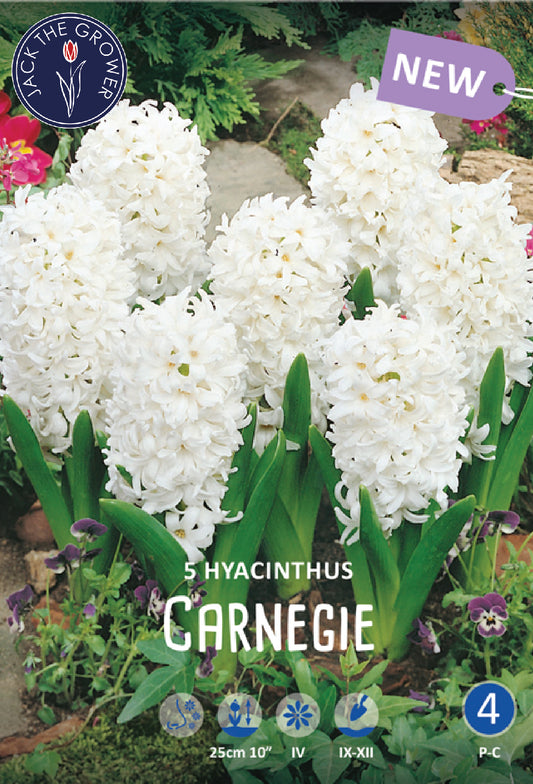 Hyacinthus Carnegie Jack the Grower