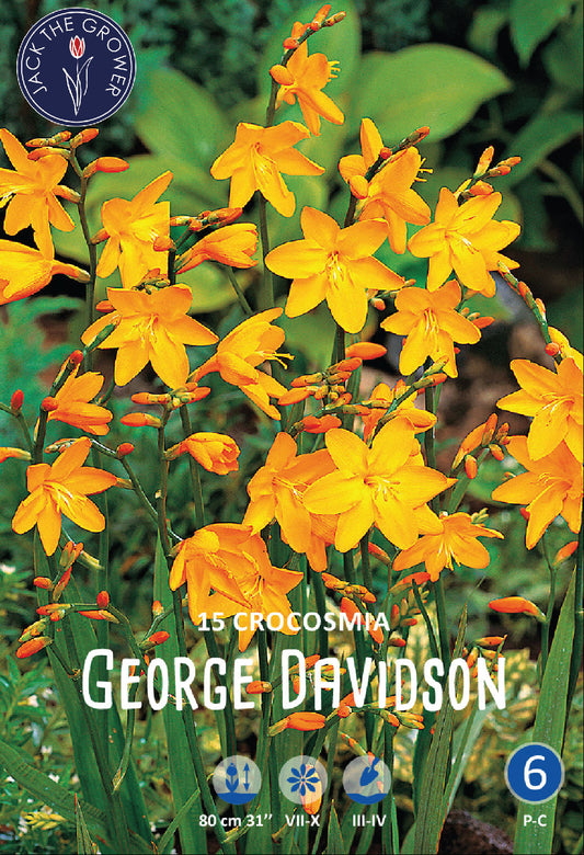 Crocosmia George Davison