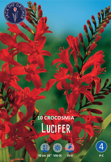 Crocosmia Lucifer