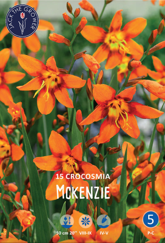 Crocosmia Mckenzie