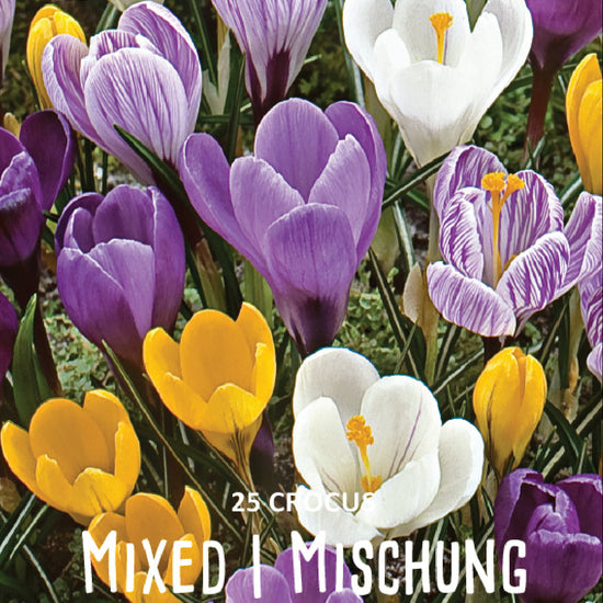 Crocus Mixed Jack the Grower