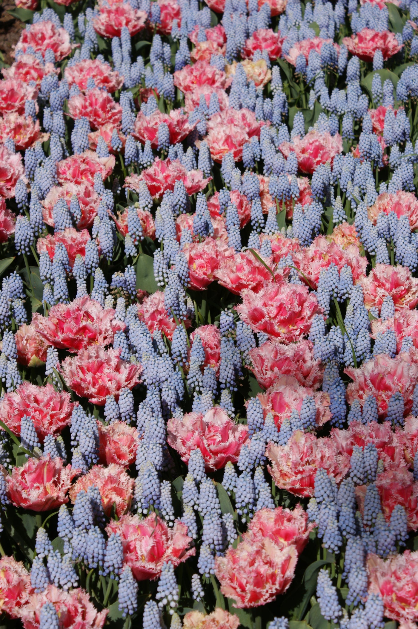 Combi Pack Dazzling Duo Jack The Grower combi-pack-dazzling-duo-jack-the-grower