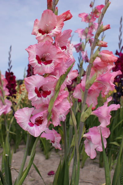 Gladiolus Wine and Roses Jack the Grower