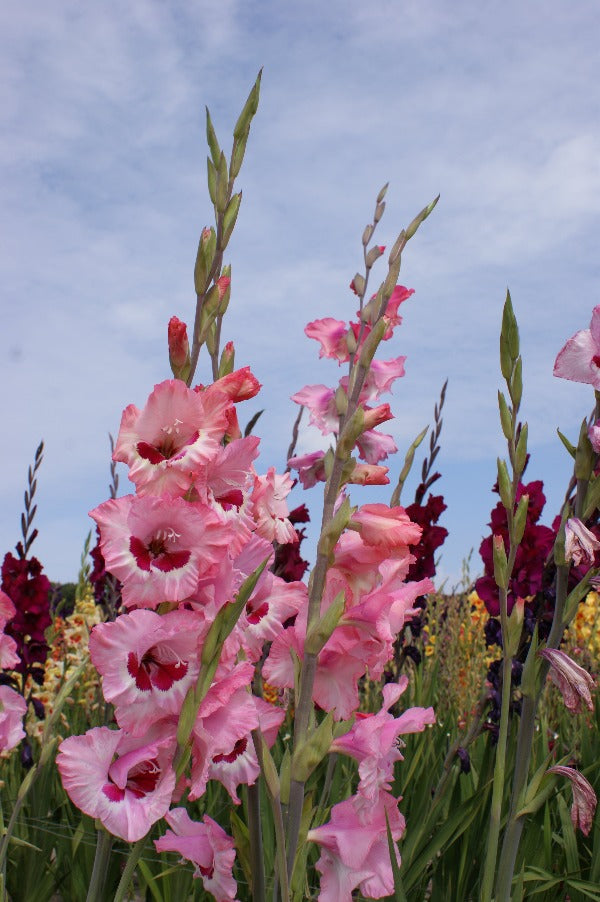 Gladiolus Wine and Roses Jack the Grower