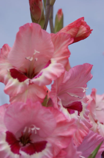 Gladiolus Wine and Roses Jack the Grower