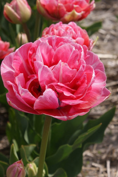 Tulipa Aveyron Jack the Grower