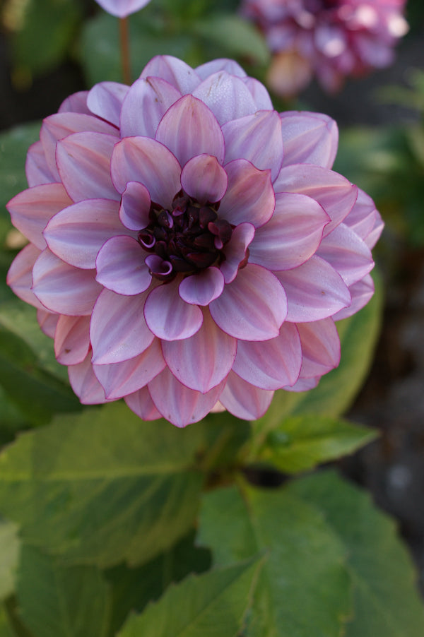 Dahlia Creme de Cassis Jack the Grower