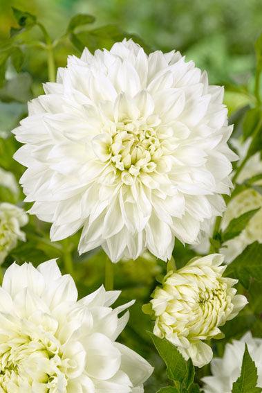 Dahlia White Perfection Jack the Grower