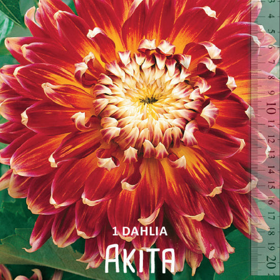 Dahlia Akita Jack the Grower