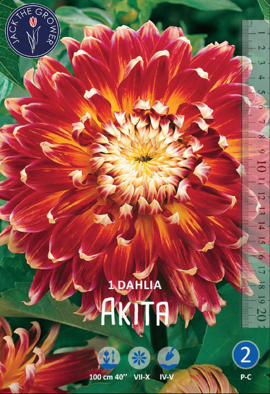Dahlia Akita Jack the Grower