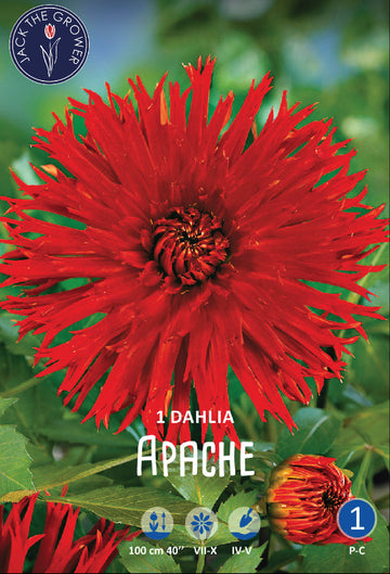 Dahlia Apache