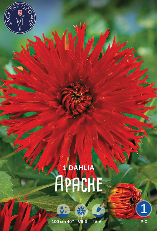 Dahlia Apache