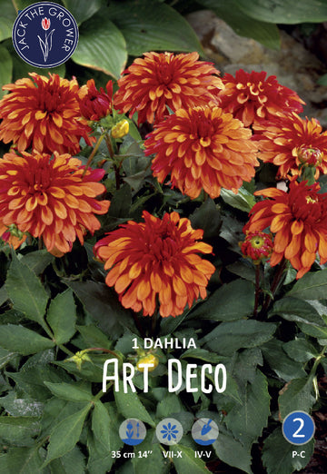 Dahlia Art Deco