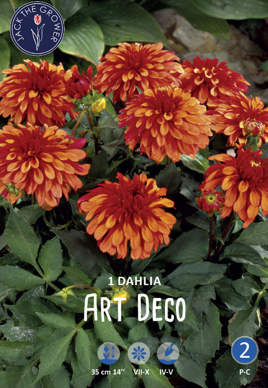 Dahlia Art Deco