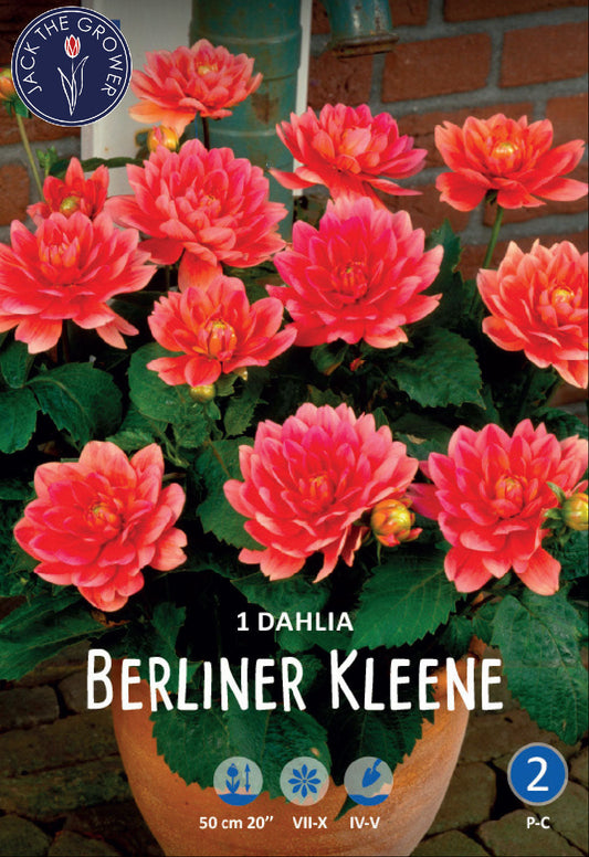 Dahlia Berliner Kleene