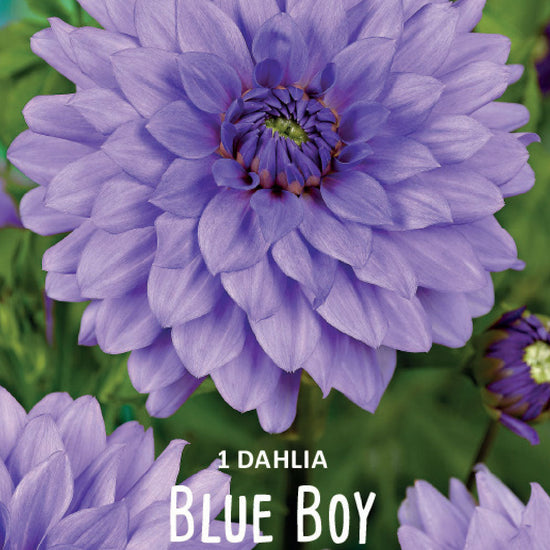 Dahlia Blue Boy Jack the Grower