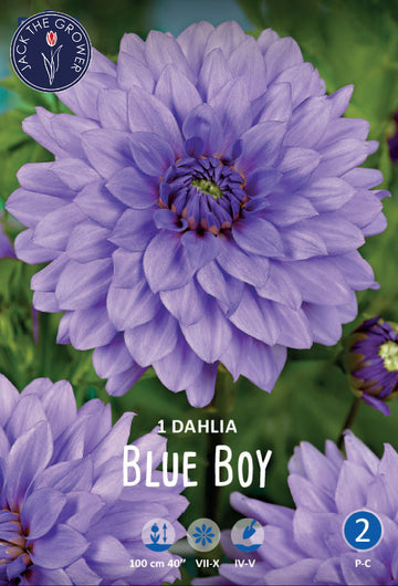 Dahlia Blue Boy Jack the Grower