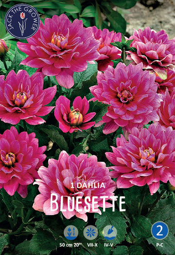 Dahlia Bluesette