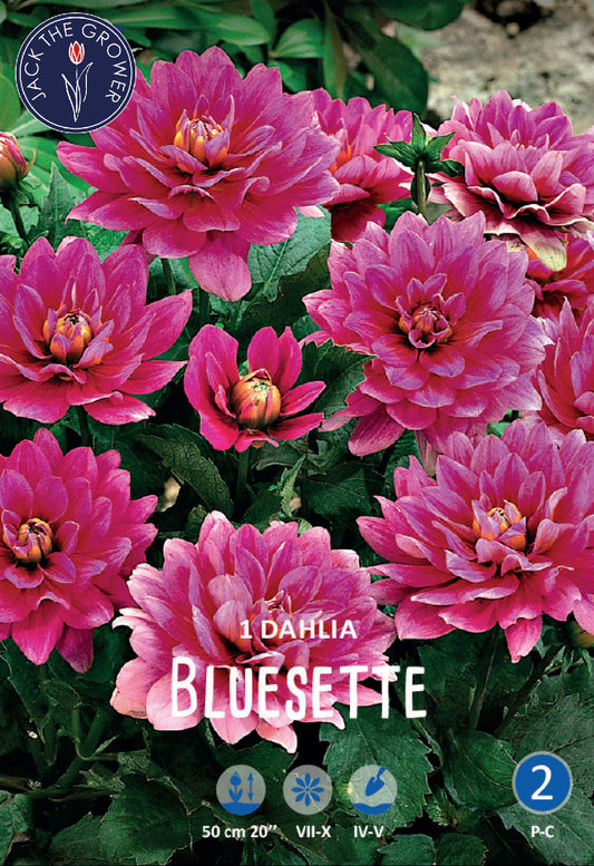 Dahlia Bluesette