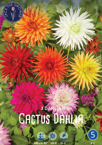 Dahlia Cactus Mixed