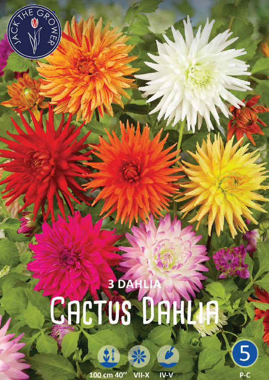 Dahlia Cactus Mixed