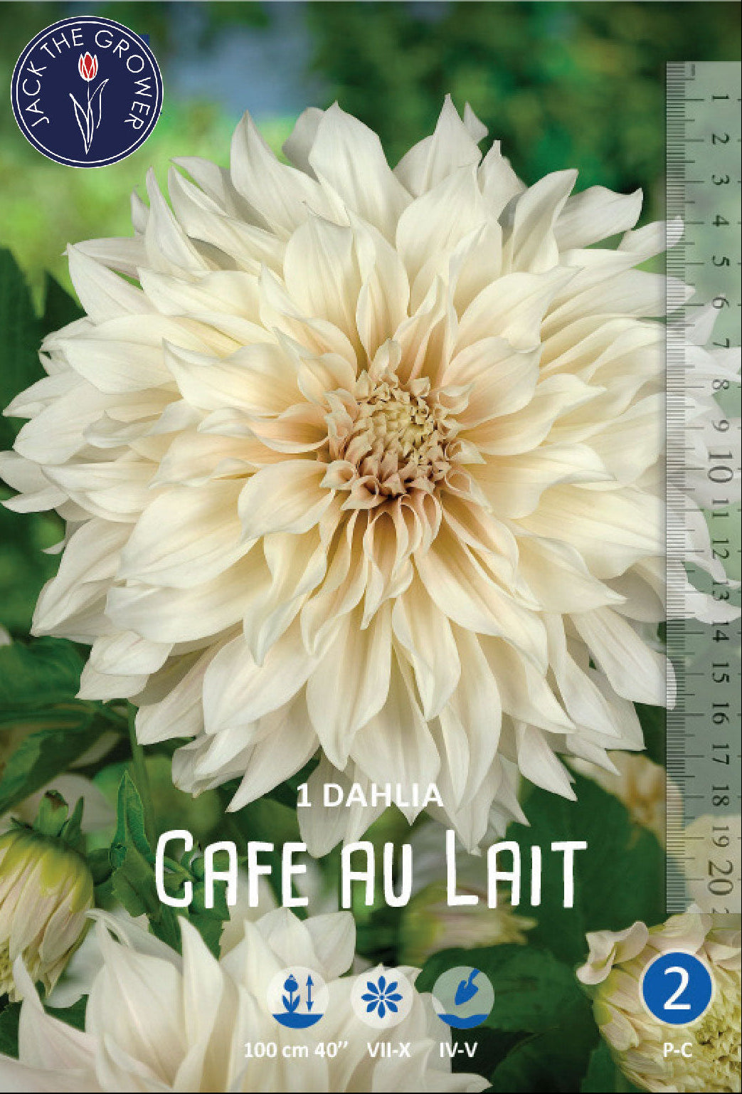 Dahlia Cafe au Lait – Jack the Grower