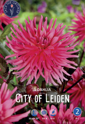 Dahlia City of Leiden