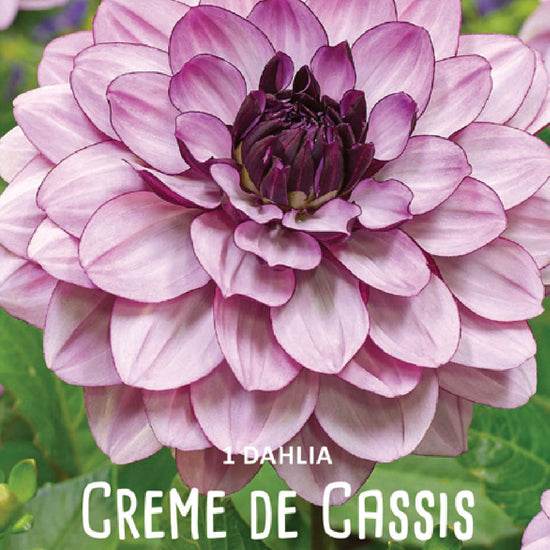 Dahlia Creme de Cassis Jack the Grower
