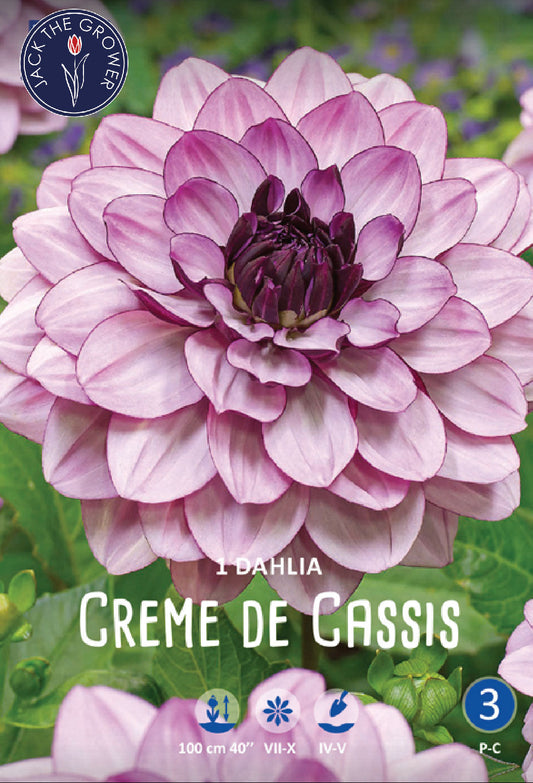 Dahlia Creme de Cassis Jack the Grower
