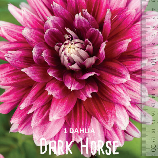 Dahlia Dark Horse Jack the Grower