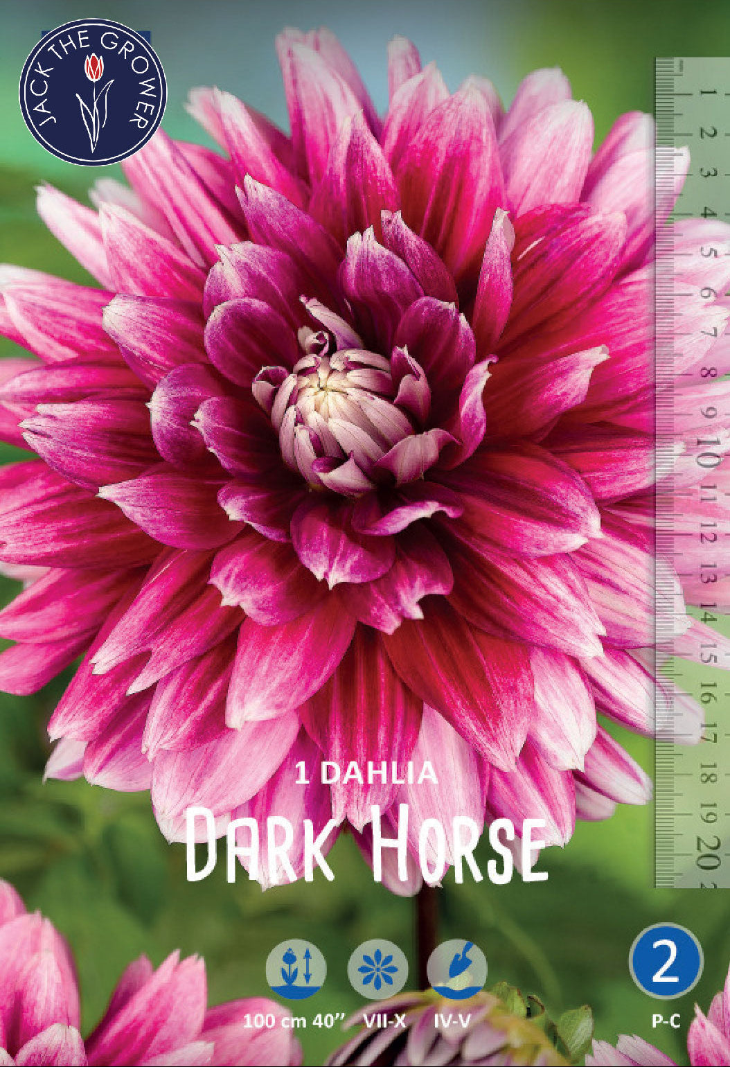 Dahlia Dark Horse Jack the Grower
