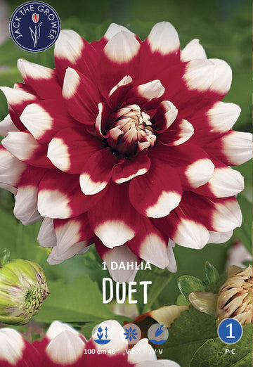 Dahlia Duet