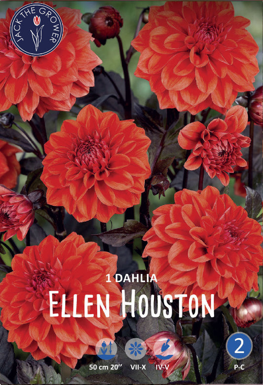 Dahlia Ellen Houston