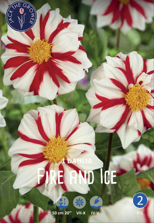 Dahlia Fire & Ice