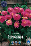 Dahlia Rembrandt