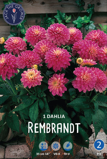 Dahlia Rembrandt
