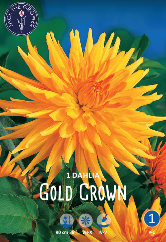 Dahlia Gold Crown