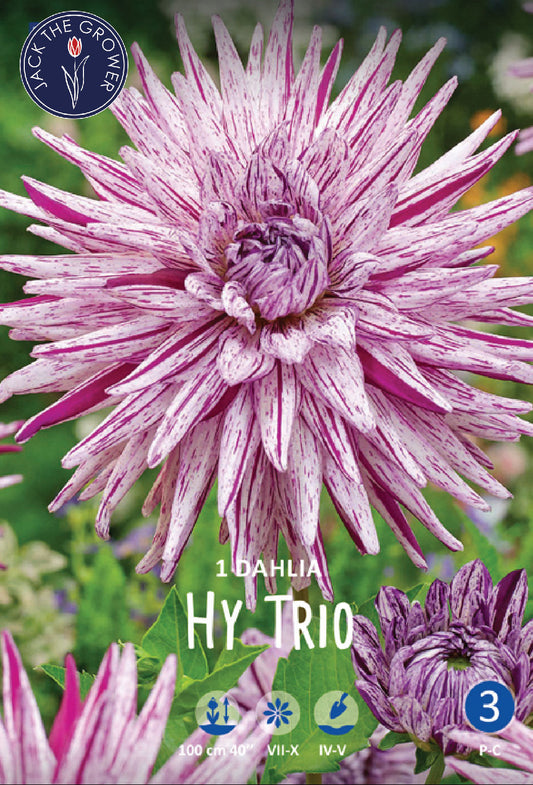 Dahlia Hy Trio