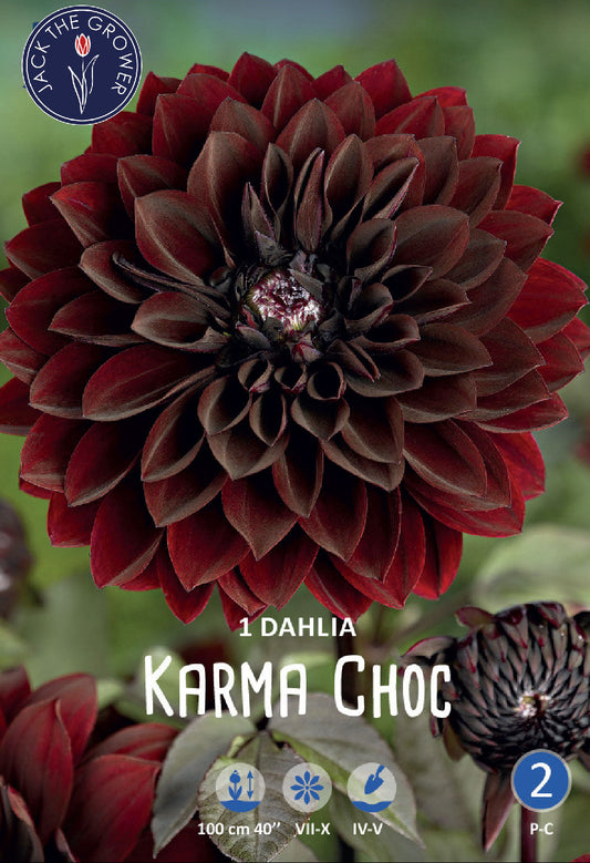 Dahlia Karma Choc