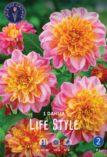 Dahlia Life Style