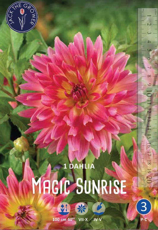 Dahlia Magic Sunrise