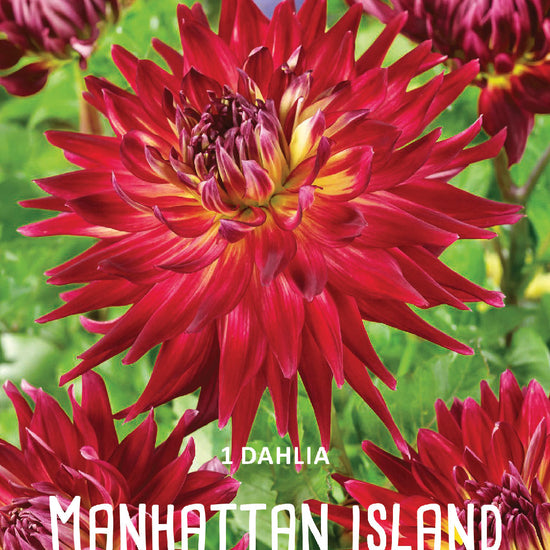 Dahlia Manhattan Jack the Grower