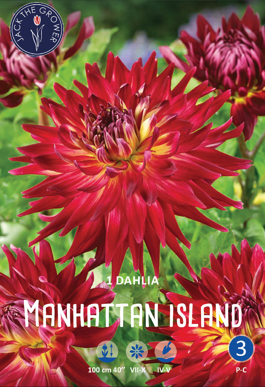 Dahlia Manhattan Jack the Grower