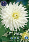 Dahlia My Love