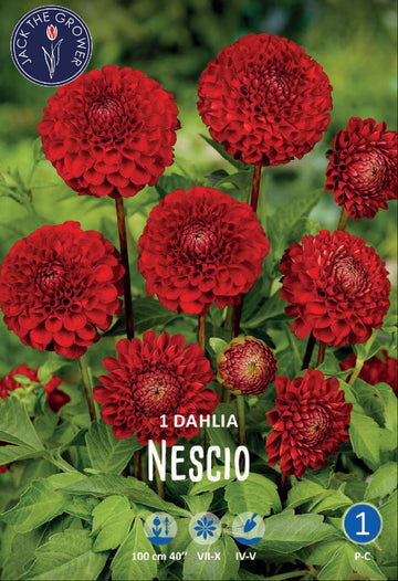 Dahlia Nescio