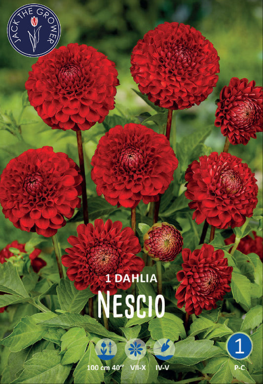 Dahlia Nescio